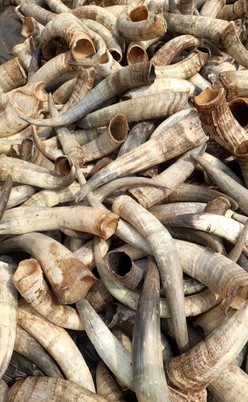 COW HORNS from Ghana